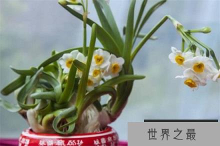 盘点十种寓意凄美之花：彼岸花和荼蘼花双双入榜！