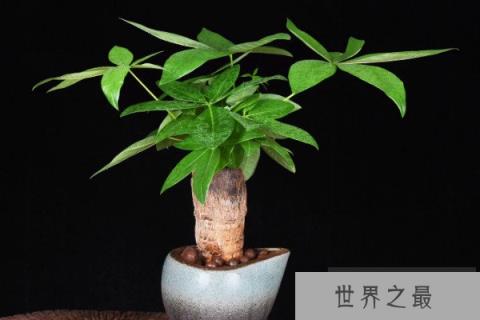 卧室养什么植物旺财，卧室放什么植物最旺财又健康