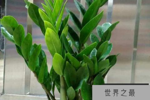 卧室养什么植物旺财，卧室放什么植物最旺财又健康