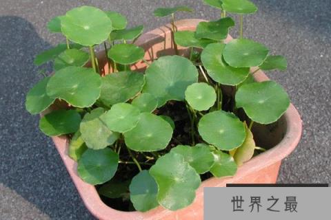 卧室养什么植物旺财，卧室放什么植物最旺财又健康