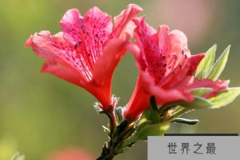 十大不吉利的花有哪些？风水中的十大不吉利花