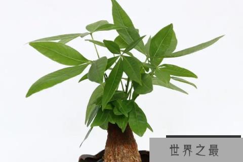 招财树有哪几种？真正的十大招财树
