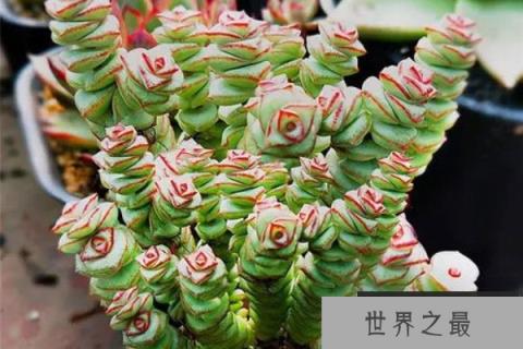 招财树有哪几种？真正的十大招财树