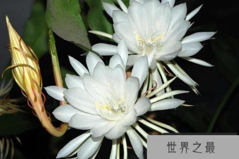 十大不吉利的花有哪些？风水中的十大不吉利花