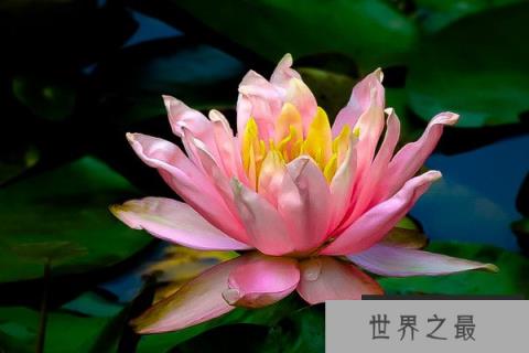 佛前供花一般有哪些花？适合在佛堂供奉的鲜花