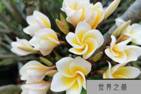 佛前供花一般有哪些花？适合在佛堂供奉的鲜花