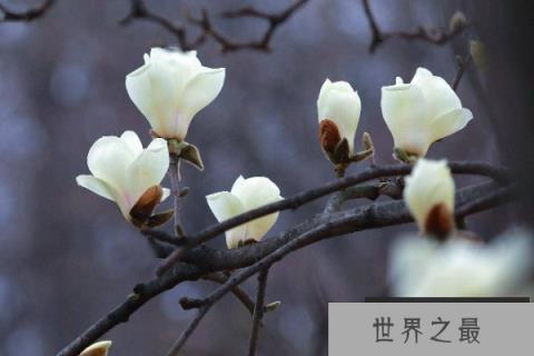 佛前供花一般有哪些花？适合在佛堂供奉的鲜花