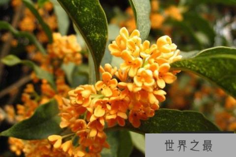 最名贵的桂花是哪一种？名贵桂花品种排名