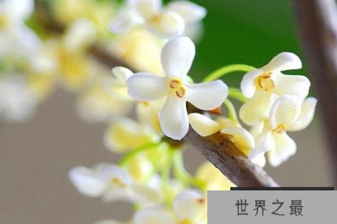 最名贵的桂花是哪一种？名贵桂花品种排名