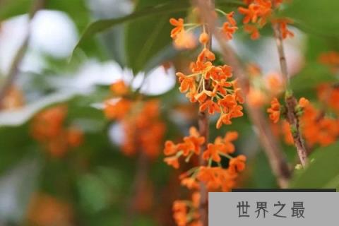 最名贵的桂花是哪一种？名贵桂花品种排名