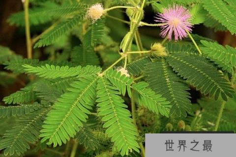 自己会动的植物有哪些？10种会动的植物