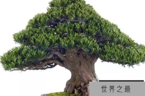 名贵罗汉松品种及图片大全，十大罗汉松品种排名