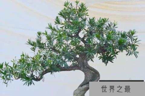 名贵罗汉松品种及图片大全，十大罗汉松品种排名