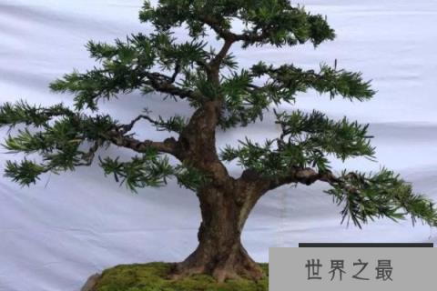 名贵罗汉松品种及图片大全，十大罗汉松品种排名