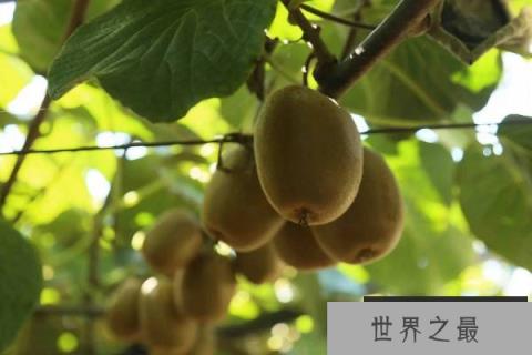 中国十大猕猴桃产区,中国猕猴桃产地排行