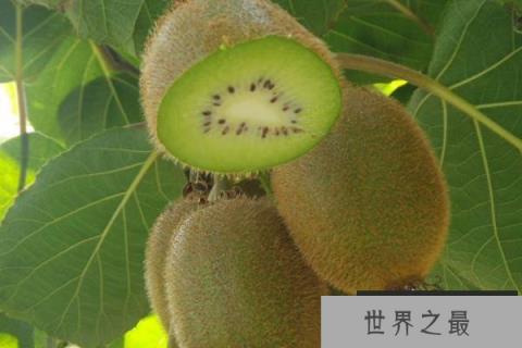 中国十大猕猴桃产区,中国猕猴桃产地排行