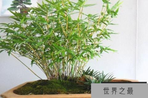 竹子名贵品种有哪些?十大名贵竹子品种图片