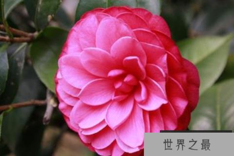 十大名贵茶花排名 前十种最名贵茶花