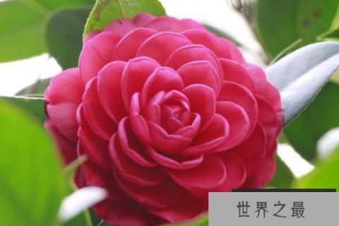 十大名贵茶花排名 前十种最名贵茶花