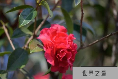 十大名贵茶花排名 前十种最名贵茶花