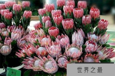 盘点常见的十大帝王花，帝王花品种及图片