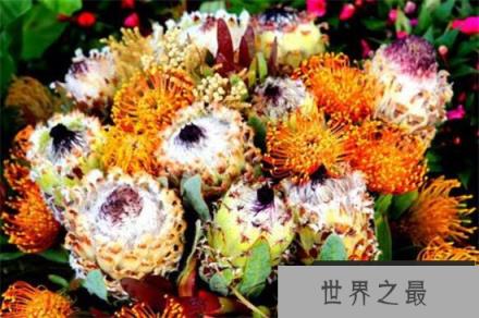 盘点常见的十大帝王花，帝王花品种及图片