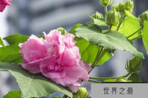 秋天代表性的花有哪些？秋天最美的十种花