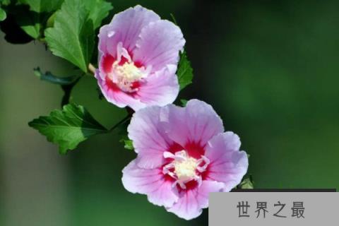 秋天代表性的花有哪些？秋天最美的十种花