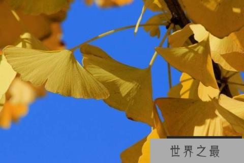 常见的裸子植物有哪些？常见的10种裸子植物