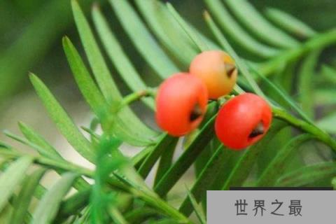 常见的裸子植物有哪些？常见的10种裸子植物