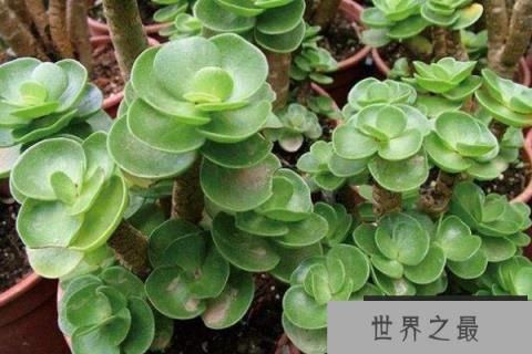 旺财的多肉有哪些？十种旺财又旺宅的多肉