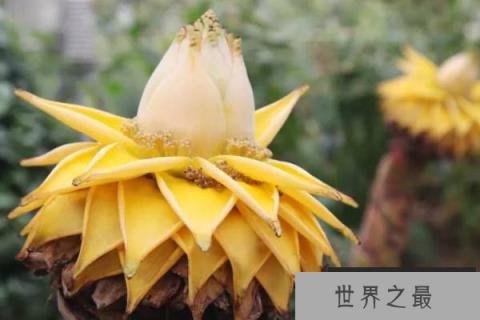 佛教圣花有哪些？佛教的九种圣花