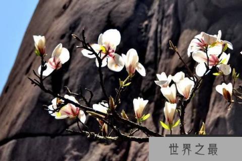 佛教圣花有哪些？佛教的九种圣花