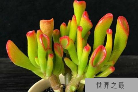 旺财的多肉有哪些？十种旺财又旺宅的多肉