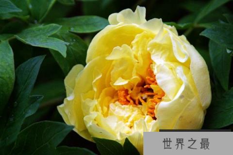 什么品种的牡丹最名贵？最珍贵的牡丹花品种