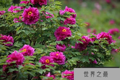 什么品种的牡丹最名贵？最珍贵的牡丹花品种