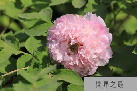 什么品种的牡丹最名贵？最珍贵的牡丹花品种