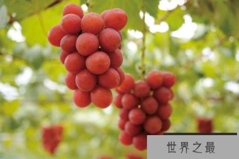 最贵的葡萄是什么品种？最贵的八种葡萄品种