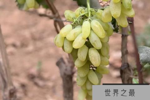最贵的葡萄是什么品种？最贵的八种葡萄品种