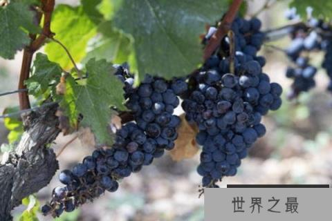 最贵的葡萄是什么品种？最贵的八种葡萄品种