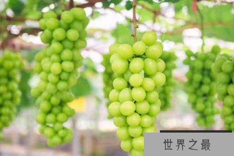 最贵的葡萄是什么品种？最贵的八种葡萄品种