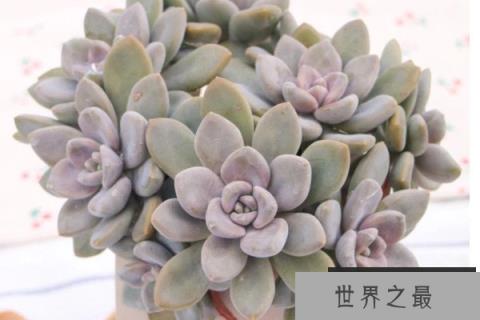 养不死又好看的多肉有哪些？最好养的多肉品种排名