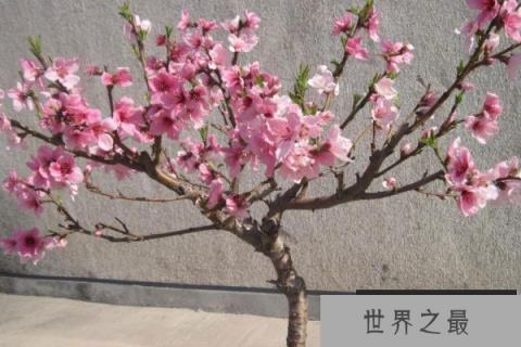 十大镇宅辟邪的盆栽：桃树、柳树位列前两名