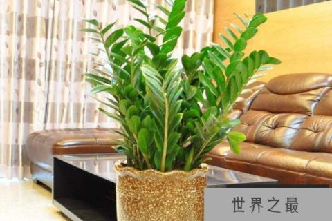 十二生肖什么植物最旺财运？十二生肖运气财运植物