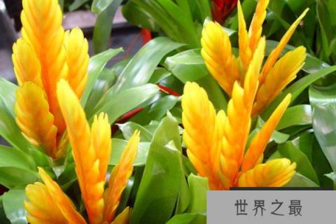 十二生肖什么植物最旺财运？十二生肖运气财运植物