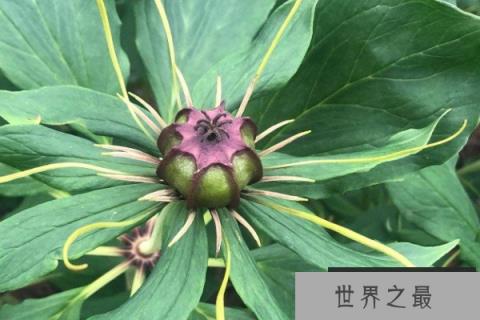 十二生肖什么植物最旺财运？十二生肖运气财运植物