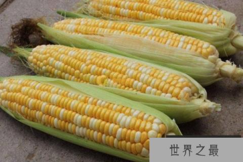 玉米种子排名前十名：龙高L2排第一名，良玉99居第二名