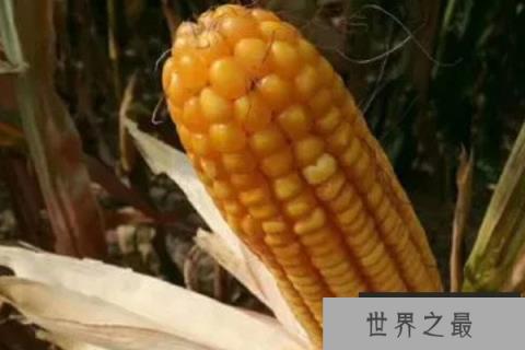 玉米种子排名前十名：龙高L2排第一名，良玉99居第二名