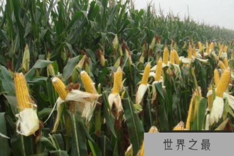 玉米种子排名前十名：龙高L2排第一名，良玉99居第二名