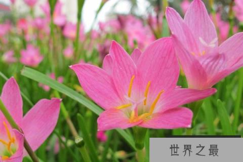 哪些植物会预报天气变化？预报天气的十种植物